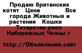 Продаю британских котят › Цена ­ 30 000 - Все города Животные и растения » Кошки   . Татарстан респ.,Набережные Челны г.